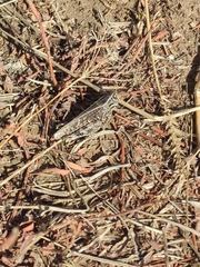 Calliptamus italicus