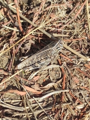 Calliptamus italicus