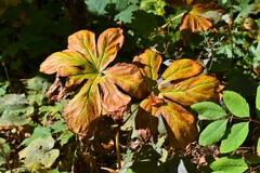 Podophyllum peltatum