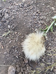 Cirsium ochrocentrum