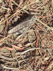 Calliptamus italicus