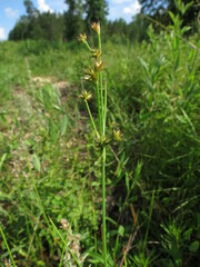 Juncus nodosus