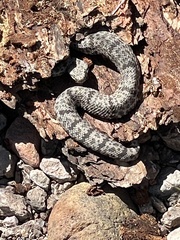 Crotalus lepidus
