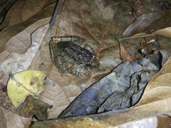 Limnonectes microdiscus