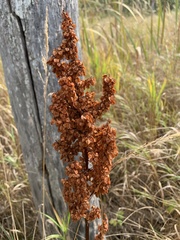 Rumex britannica