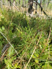 Symphyotrichum adnatum