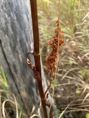Rumex britannica