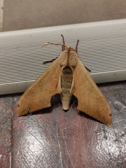 Pseudoclanis postica