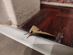 Pseudoclanis postica