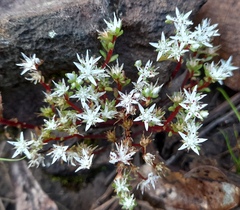 Sedum griseum