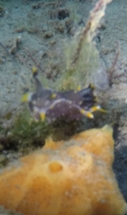 Polycera hedgpethi