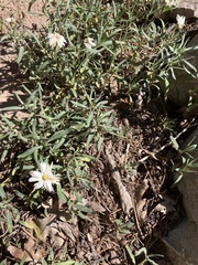 Melampodium leucanthum