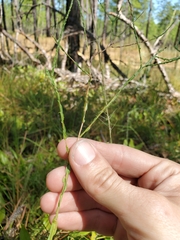 Symphyotrichum adnatum