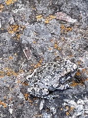 Hyla arenicolor