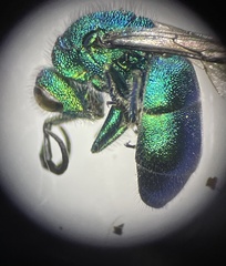 Chrysura