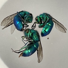 Chrysura