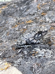 Hyla arenicolor