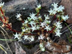 Sedum griseum