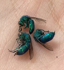 Chrysura