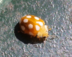 Vibidia duodecimguttata