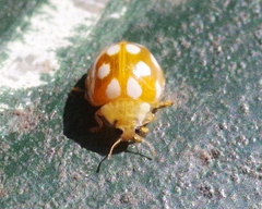Vibidia duodecimguttata