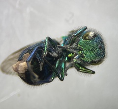 Chrysura