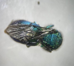 Chrysura