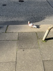 Columba livia domestica