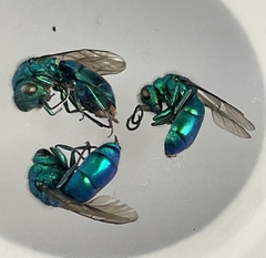 Chrysura