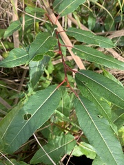Salix planifolia