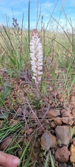 Lachenalia contaminata