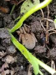 Trochosa terricola
