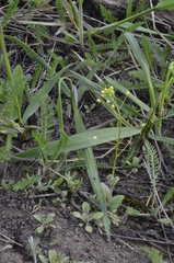 Draba nemorosa