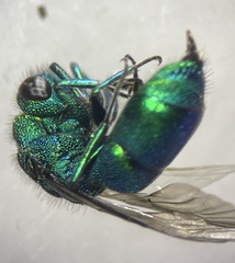 Chrysura