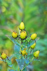 Hypericum