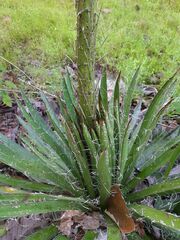 Agave schidigera