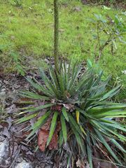 Agave schidigera