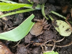 Trochosa terricola