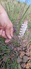 Lachenalia contaminata