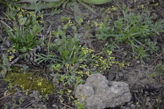 Draba nemorosa