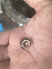 Anadenobolus monilicornis