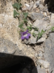Maurandya antirrhiniflora