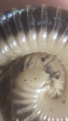 Anadenobolus monilicornis