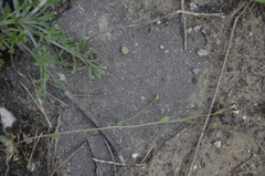 Arabidopsis thaliana