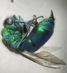 Chrysura