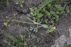 Draba nemorosa