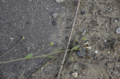 Arabidopsis thaliana