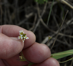Arabidopsis thaliana