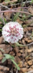 Lachenalia contaminata