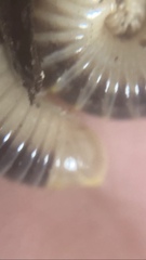 Anadenobolus monilicornis